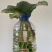 Propagating African violets