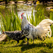 Chickens