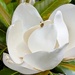 Magnolia Blossom 