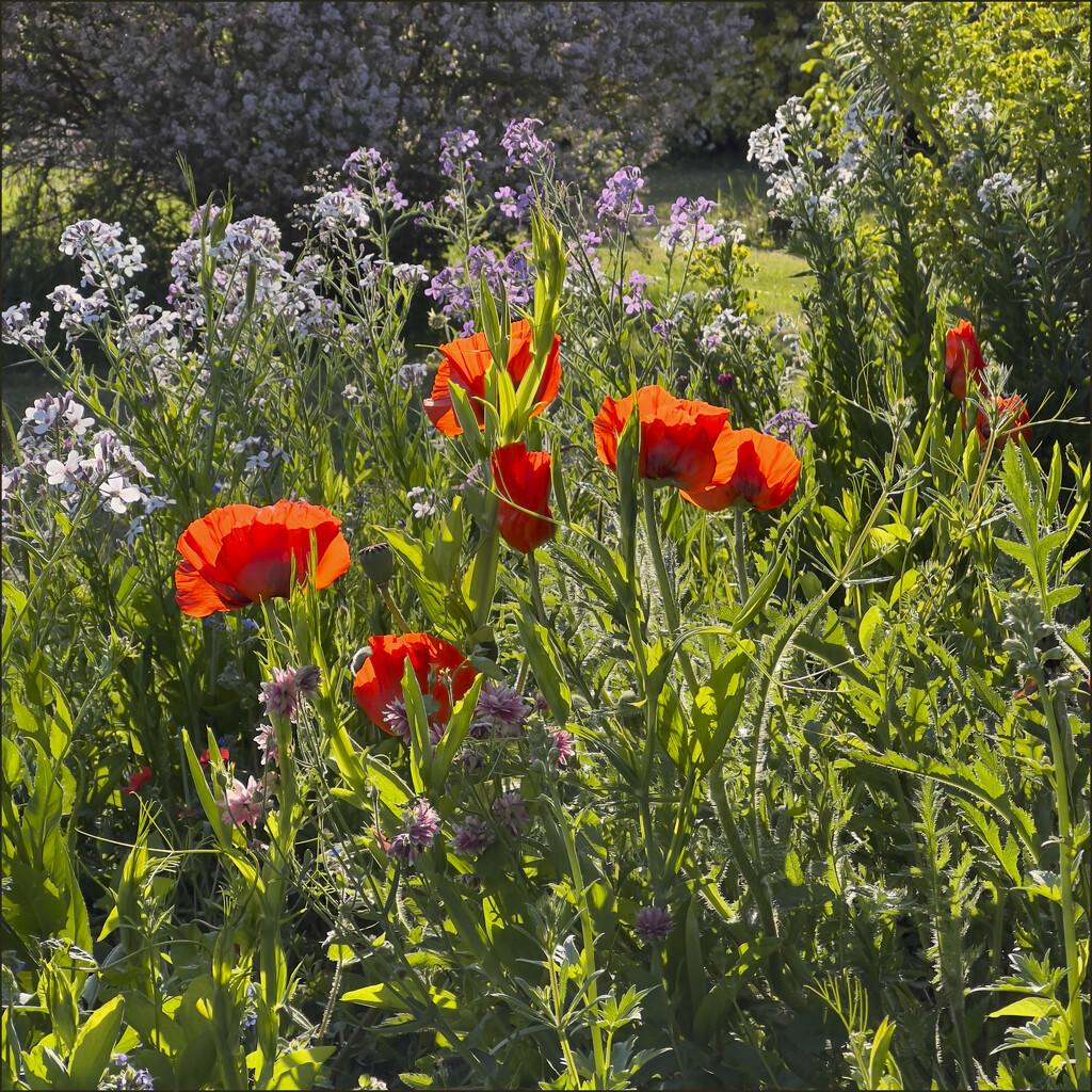 17 - Contre-Jour Poppies by marshwader