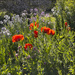 17 - Contre-Jour Poppies