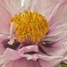 My First Peony of the Season 