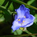 tradescantia 