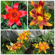 19th May 2025 - Lovely Lilies