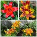Lovely Lilies