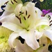 Beautiful Lily From My Bouquet ~