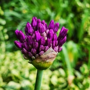 18th May 2025 - Allium buds