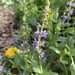 Late afternoon in the garden