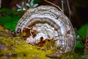 18th May 2025 - Ganoderma Applanatum