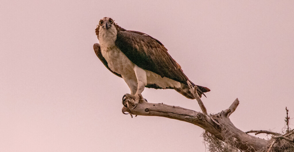 I Think This May Be Dad Osprey! by rickster549