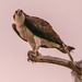 I Think This May Be Dad Osprey!