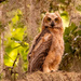 Another View of Yesterday's Great Horned Owl Baby!