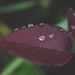 Drops
