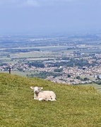 18th May 2025 - Lamb with a view