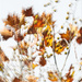 Autumn Colours 
