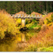 Autumn Bridge...
