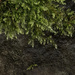 moss and rocks
