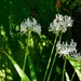 Nerine