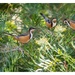 Eastern spinebill in the grevillea