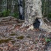 Bush fairies