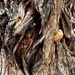 Texture and an insect