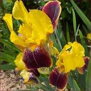 19th May 2025 - a bright iris...
