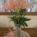 Farewell Peony 
