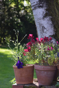14th May 2025 - Pots