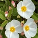 Rock roses