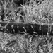 Tall grass and weeds...