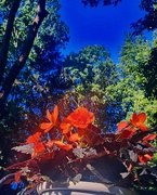 19th May 2025 - Begonia Morning