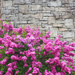 lilacs