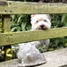 George