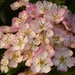Hawthorn Blossom