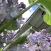 Less Abstract Lilac