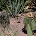 quail