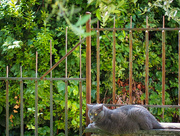 19th May 2025 - Cucciolio - in the garden