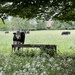 Curious cow