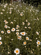 19th May 2025 - Daisies in the garden 