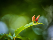 19th May 2025 - Galls