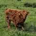 calf