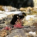 Strange where plants grow! 