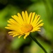 Doronicum plantagineum