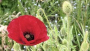 19th May 2025 - Poppy