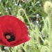 Poppy