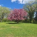 A Beautiful Tree