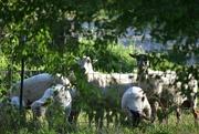 18th May 2025 - Neighbor's Sheep