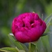 First Peony 