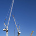 Three cranes waiting
