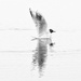 Tern (or Gull)